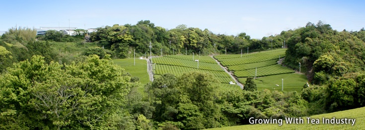 Growing With Tea Industry